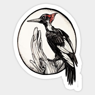 Woodpecker Sticker